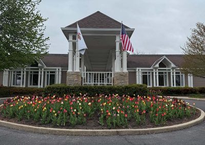 Tulips